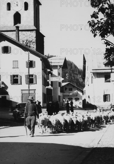 Flock of sheep in Bergün 1952.