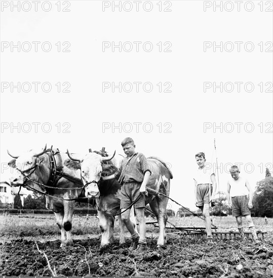 Boys working in the field with oxes, 1942