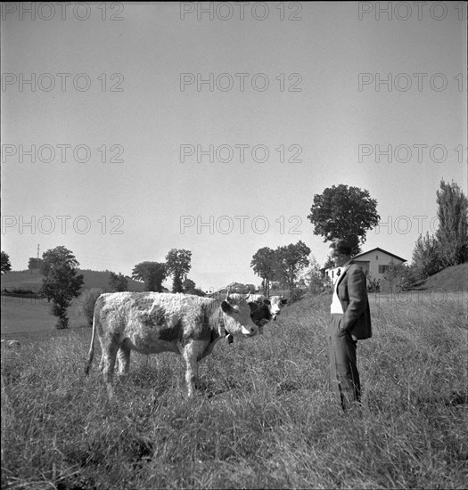 Emmanuel de Graffenried, cow, cows pasturing, 1950.