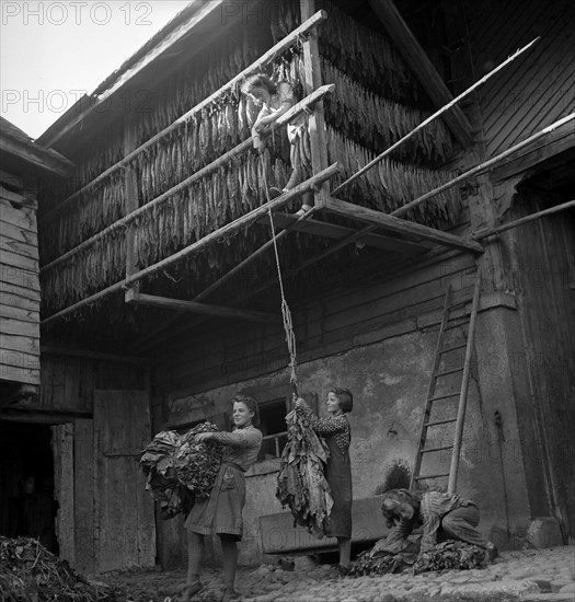 Drying tobacco leaves in the Vallv©e de la Broye, around 1940 .