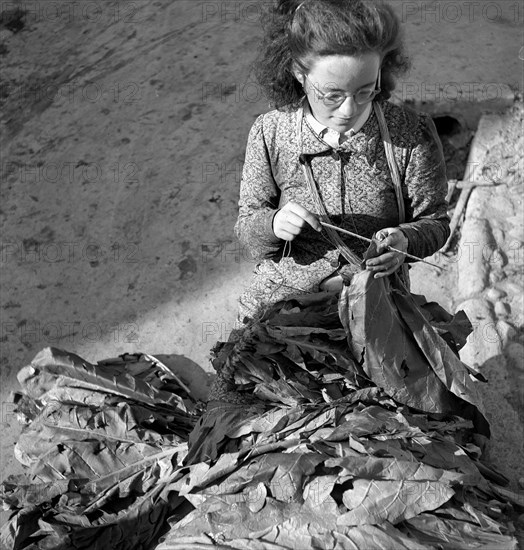 Harvesting tobacco in the Vallée de la Broye, around 1940