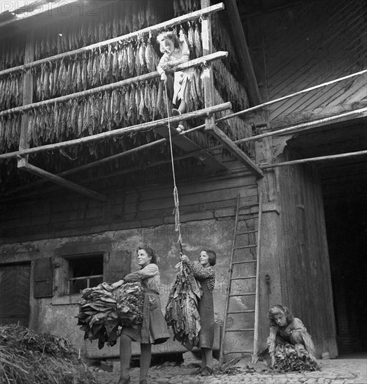 Drying tobacco leaves in the Vallée de la Broye, around 1940