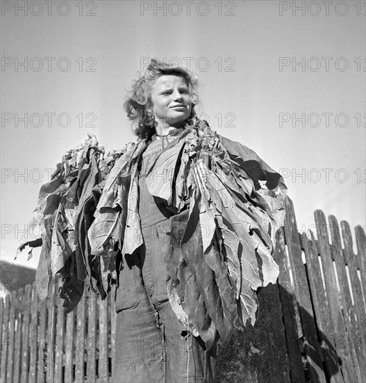 Harvesting tobacco in the Vallée de la Broye, around 1940