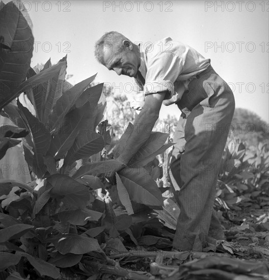 Harvesting tobacco in the Vallv©e de la Broye, around 1940 .