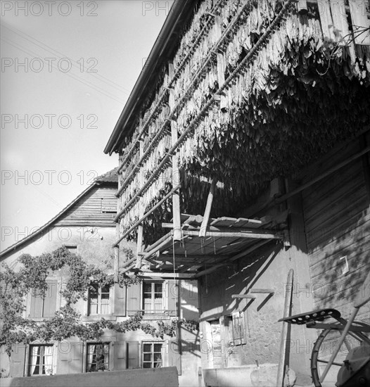 Drying tobacco leaves in the Vallée de la Broye, around 1940