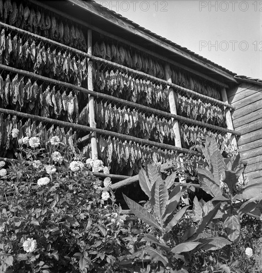 Drying tobacco leaves in the Vallée de la Broye, around 1940.