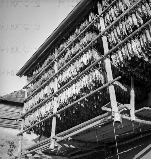 Drying tobacco leaves in the Vallée de la Broye, around 1940