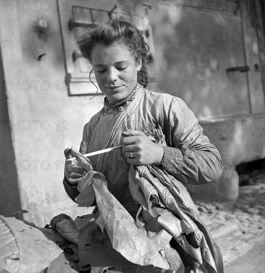 Harvesting tobacco in the Vallv©e de la Broye, around 1940 .