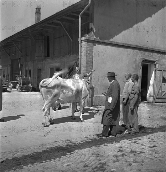 Examination of farmers at Wallierhof, Riedholz 1945