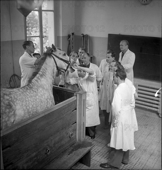 Veterinary students examine a horse, 1950 .