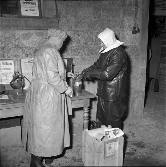 Measures against foot-and-mouth disease, 1953