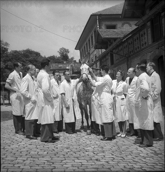 Veterinary students examine the eye of a horse, 1950