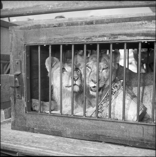 Pair of lions, present of emperor Haile Selassie 1955