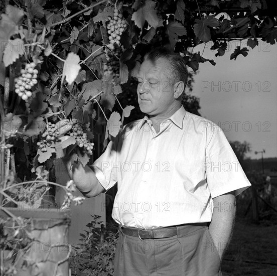 Schaggi Streuli examining a bunch of grapes, around 1949.