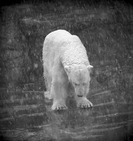 Polar bear at Zoo Zurich 1967.