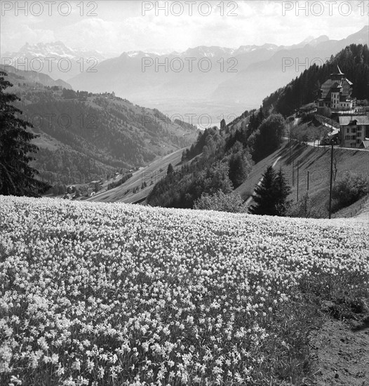 Wild Montreux narcissus in Les Avants, um 1955.