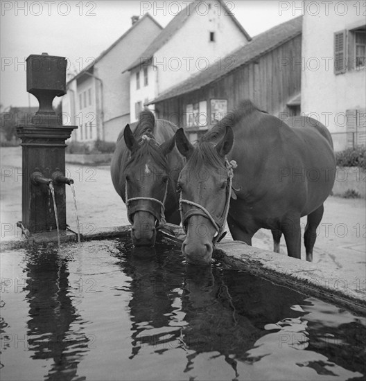 Horses in Chevenez, Berner Jura, around 1950.