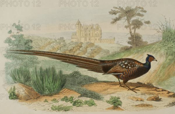 Pheasant. Drawing by Edouard Travies. Handcoloured engraving by Fournier. Chromolithography. ""Los Heroes y las Grandezas de la Tierra"" (The Heroes and the Grandeurs of the Earth). Volume VIII. 1856.