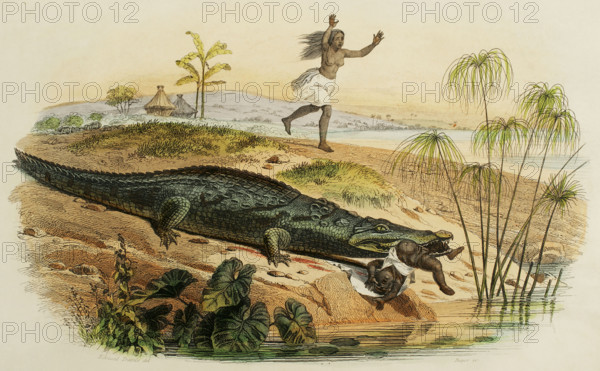 Nile crocodile attacking a child. Drawing by Edouard Travies. Handcoloured engraving by Beyer. Chromolithography. ""Los Heroes y las Grandezas de la Tierra"" (The Heroes and the Grandeurs of the Earth). Volume VIII. 1856.