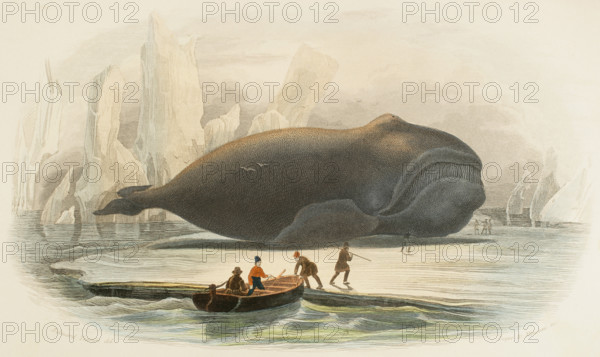 The whale. Drawing by Edouard Travies. Handcoloured engraving by Beyer and Manceau. Chromolithography. ""Los Heroes y las Grandezas de la Tierra"" (The Heroes and the Grandeurs of the Earth). Volume VIII. 1856.