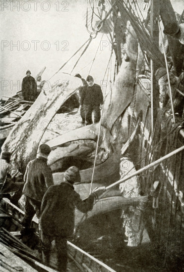 This photograph from the early 1900s shows Whaling in Baffin Bay. The whalers are taking the whalebone worth $8000 (at the time) out of mouth of Greenland whale.