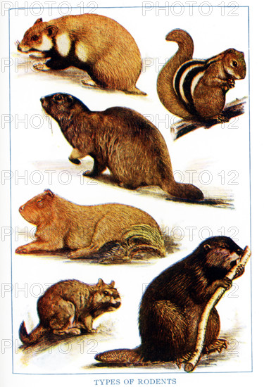 Shown here are various types of rodents. From left to right, top to bottom, they are:  European hamster, East Indian Striped squirrel, Woodchuck, Marmot,  South American Capybara, South american Vizcacha, Beaver.