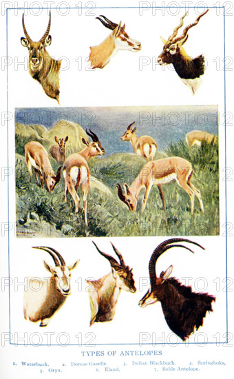 This 1917 illustration shows various types of Antelopes. They are from left to right, top to bottom: Waterbuck, Dorcas gazelle, Indian Blackbuck, several Sprinboks in a field, Oryx, Eland, Sable Antelope.