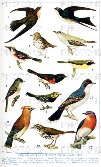 This 1917 illustration shows: American Insect-Eating Songbirds. 1. Chimney Swift, 2. Barn Swallow, 3. Wood Thrush, 4. Red-eyed Vireo, 5. Chestnut-sided Warbler, 6.Maryland Yellow-throat, 7. Redstart, 8. Phoebe Pewee, 9. Black-throated Greek Warbler, 10. King-bird, 11. Cedar Waxwing, 12. Oven-bird, 13. Bluebird - All adult males.