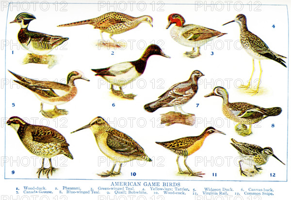 This 1917 illustration shows American Game Birds. 1. Wood-duck, 2. Pheasant, 3. Green-winged teal, 4. Yellow-legs; Tattler, 5. Widgeon Duck, 6. Canvas-back, 7. Canada Grouse, 8. Blue-winged Teal, 9. Quail; Bobwhite, 10. Wood-cock, 11. Virginia Rail, 12. Common Snipe.