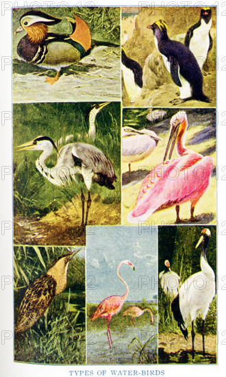 This 1917 illustration shows Types of water Birds. They are from top to bottom, left to right: Mandarin duck, Penguin, Heron, Pelican, Bittern, Flamingo, Crane.