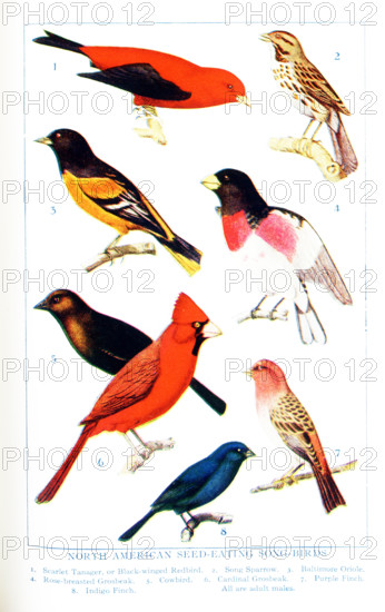 This 1917 illustration shows: North American Seed-eating Song-birds. 1. Scarlet Tanager or Black-winged Redbird, 2. Song Sparrow, 3. Baltimore Oriole, 4. Rose-breasted Grosbeak, 5. Cowbird, 6. Cardinal grosbeak, 7. Purple Finch, 8. Indigo Finch, All are adult males.