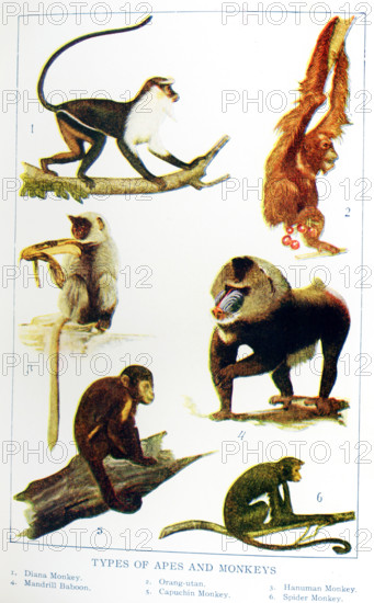 This 1917 illustration shows: Types of Apes and Monkeys They are from left to right, top to bottom: 1. Diana Monkey, 2, Orangutan, 3. Hanuman Monkey, 4. Mandrill Baboon, 5, Capuchin Monkey, 6. Spider monkey.