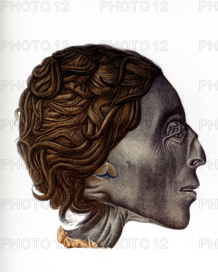 The caption accompanying this 1903 illustration in Gaston Maspero’s book on Egypt reads: “Profile of head of a mummy - female - Thebes tomb.”.