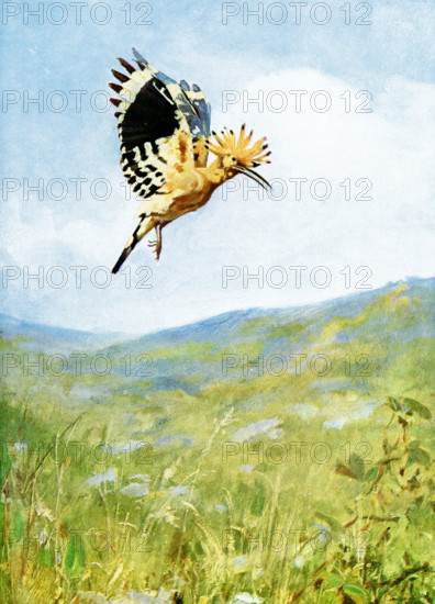 The caption for this 1917 image reads: “Hoopoe flying. This photograph displays the crest fully elevated, and likewise shows the beautifully banded colouration of the under surface of the wing, as well as the position of the wings in flight.”.