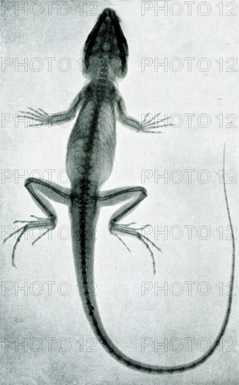 The caption for this 1917 image reads: “Rontgen ray photograph of ocellated lizard. The remarkable length and slenderness of the bones of the hind feet are well illustrated in this photograph.”.