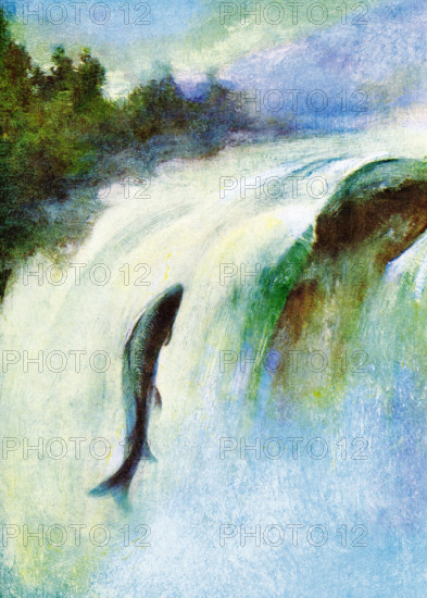 The caption for this 1917 image reads: “A Salmon Leaping. The height to which a salmon will leap in ascending a waterfall is little short of marvellous, When the fall is very high, the ascent is often accomplished in a series of leaps, the fish resting in pools of comparatively still water..”.