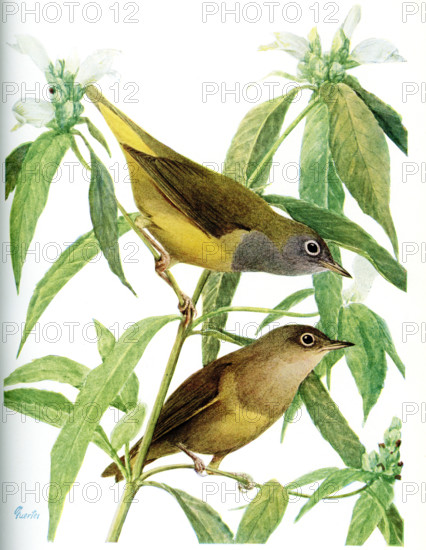 The 1917 caption reads: Connecticut Warbler Oporornis agilis (Wilson). An Adult is to the left and an immature to the right. The art is by Louis Agassiz Fuertes. Louis Agassiz Fuertes (1874-1927), an American ornithologist, illustrator and artist who set the rigorous and current-day standards for ornithological art and naturalist depiction. He is considered one of the most prolific American bird artists, second only to his guiding professional predecessor John James Audubon.