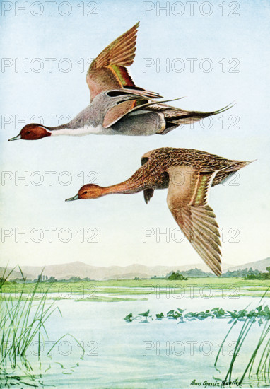 The 1917 caption reads: Pintail Dafila acuta (Linnaeus). The top is a male pintail duck; the bottom is a female. The illustrator is Louis Agassiz Fuertes, Fuertes (1874-1927), an American ornithologist, illustrator and artist who set the rigorous and current-day standards for ornithological art and naturalist depiction. He is considered one of the most prolific American bird artists, second only to his guiding professional predecessor John James Audubon.