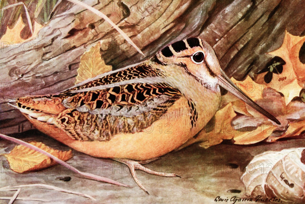 This 1917 illustration shows the following by Louis Agassiz Fuertes: American woodcock Philohela minor (Gmelin). Louis Agassiz Fuertes (1874-1927), an American ornithologist, illustrator and artist who set the rigorous and current-day standards for ornithological art and naturalist depiction. He is considered one of the most prolific American bird artists, second only to his guiding professional predecessor John James Audubon.