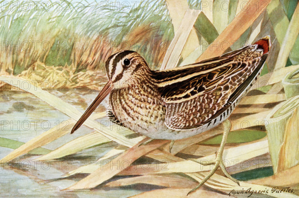 This 1917 illustration shows the following by Louis Agassiz Fuertes: Wilson's Snipe Gallinago delicata (Ord). Louis Agassiz Fuertes (1874-1927), an American ornithologist, illustrator and artist who set the rigorous and current-day standards for ornithological art and naturalist depiction. He is considered one of the most prolific American bird artists, second only to his guiding professional predecessor John James Audubon.