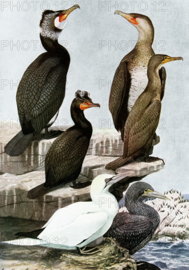 This 1917 illustration shows the following by Louis Agassiz Fuertes:  TOP: Common Commorant Phalacrocorax carbo (Linnaeus)  Left: Adult in breeding plummage. Right: Immature MIDDLE: Double-Crested Cormorant Phalacrocorax auritus auritus (Lesson) Left: Adult in breeeding plummage. Right: Immature. Bottom: Gannet Sula Bassana (Linnaeus)  Left: Adult, Right: Immature.  Louis Agassiz Fuertes (1874-1927), an American ornithologist, illustrator and artist who set the rigorous and current-day standards for ornithological art and naturalist depiction. He is considered one of the most prolific American bird artists, second only to his guiding professional predecessor John James Audubon.