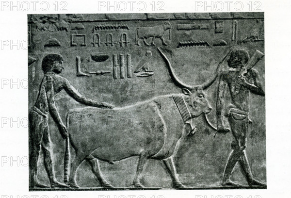 This carved relief shows a farmer bringing in a steer. It is from  the Old Kingdom tomb of Princess Idut at Saqqara. Saqqara served as a huge burial ground  in ancient Egypt and was the cemetery for the ancient Egyptian capital of Memphis. Djoser’s Step Pyramid is also here. Idut (also known as Seshsehset) is thought to be the daughter of the Unas, a king of the Fifth Dynasty (c. 2494-2345 B.C.) The image is credited to Belgium art historian Jean Capart (1877-1947)  and Emil Roemmler (died 1941).