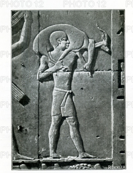 This carved relief from a tomb in Saqqara shows a slave with gazelle from tomb in Saqqara. This relief of a slave carrying an offering of a gazelle is from the chapel of Raemkai that was originally built and decorated for an official named Neferiretnes. The chapel was part of a tomb in Saqqara, the royal necropolis for the ancient Egyptian capital Memphis. The reliefs in this section show the tomb owner's attendants bringing six steppe animals to their lord. The animal attendants are called Ka-servants, meaning they were employed on the estates that supplied the provisions for the tomb owner's funeral cult. The attendant pictured here was named Ptahshepses and he carries a domesticated gazelle on his shoulders. The time period is the Old Kingdom, Dynasty V and more specifically, between c. 2446–2389 b.c.e.The illustration is credited to Belgium art historian Jean Capart (1877-1947) and Emil Roemmler (died 1941).