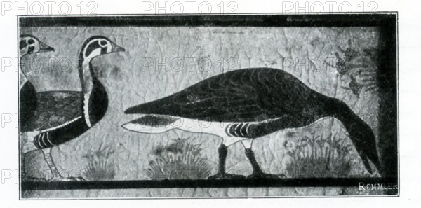 This illustration of a painting on a tomb wall in Meidum shows three geese. The time period is Dynasty 4, the reign of Snefru (c. 2575-2551 B.C.). wall in the tomb chapel of Itet, the wife of the vizier Nefermaat, and likely the daughter-in-law of Snefru. As members of the royal family, the pair was granted a large mastaba tomb close to the pyramid of the king and could employ the most sought-after artists of the day to help in its decoration. The geese were depicted below a scene showing men trapping birds in a clap net and offering them to the tomb’s owner. While it is not uncommon to find scenes of fowling in the marshes in Old Kingdom tombs, this example is one of the earliest and is notable for the extraordinary quality of the painting. The artist took great care in rendering the colors and textures of the birds’ feathers and even included serrated bills on the two geese bending to graze. The illustration is credited to the Belgium art historian Jean Capart (1877-1947) and  Emil R...