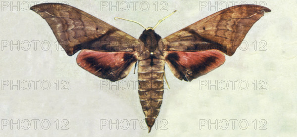 Specimens of Butterflies