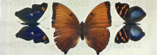 Specimens of Butterflies