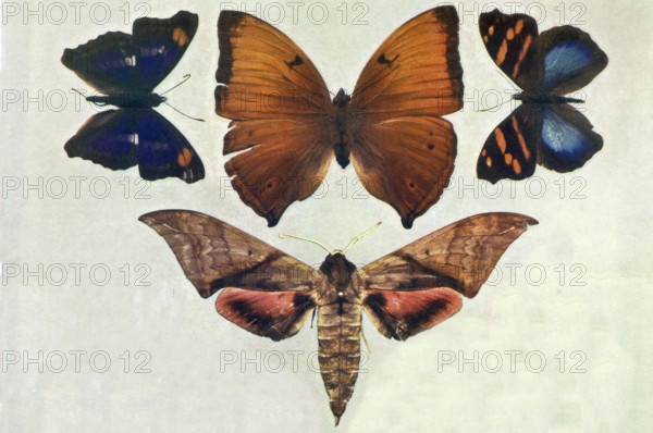 Specimens of Butterflies