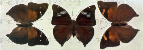 Specimens of Butterflies