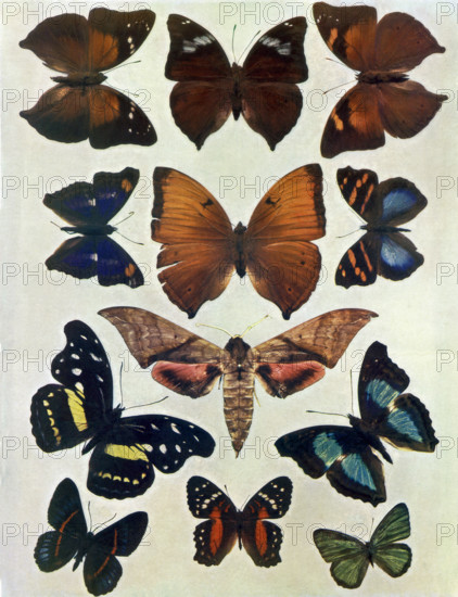 Specimens of Butterflies