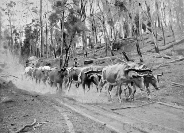 This illustration appeared in the London-based Penrose Pictorial Annual of 1900. The publication was a London-based review of the graphic arts that ran from 1895 to 1982.  This image shows timber hauling in West Australia.